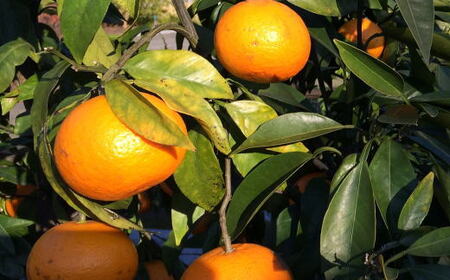 【春みかん】和歌山有田産カラマンダリン約5kg(サイズ混合 ご家庭用)※2026年4月上旬~5月中旬頃に順次発送予定(お届け日指定不可)【tec937】