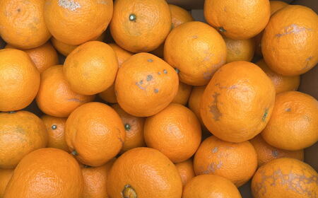 【春みかん】和歌山有田産カラマンダリン約5kg(サイズ混合 ご家庭用)※2026年4月上旬~5月中旬頃に順次発送予定(お届け日指定不可)【tec937】