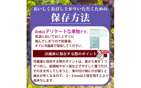 紀州和歌山産 巨峰ぶどう 約2kg ※2025年8月下旬頃〜9月上旬頃に順次発送 ※日付指定不可 巨峰 ぶどう ブドウ 葡萄 果物 くだもの フルーツ【uot784A】