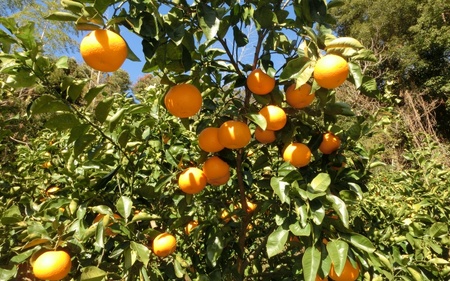 訳ありご家庭用完熟木なりハッサクみかん  10kg（M~3Lサイズ）【2026年3月上旬から3月下旬までに順次発送】/ みかん ハッサク 八朔 柑橘 果物 フルーツ 贈答【tmf003】