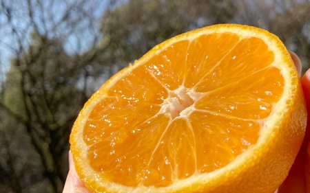 【先行予約】希少な樹上完熟　しらぬい（不知火） 秀品大玉 約2kg(6個) 2026年2月末～2026年4月中旬頃に順次発送予定（お届け日指定不可）/ 和歌山 みかん しらぬい 不知火 フルーツ 柑橘 蜜柑 果物 くだもの【kiy001】