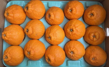 和歌山県産不知火約5kg（12玉～20玉おまかせ） ※2026年2月下旬～2026年4月中旬頃に順次発送予定（日付指定不可）【tec955】