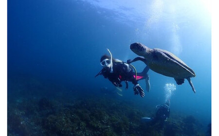 体験ダイビング 1名様分　気軽に水中世界を見に行こう！ライセンス不要、少人数制、泳ぎが苦手な方でもOKです。 スキューバダイビング チケット【ark100A】