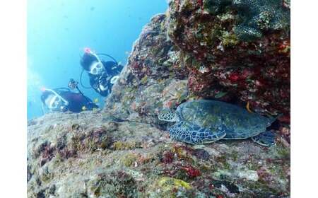 ダイビング 初級ライセンス講習 1名様分 初めてダイビングする、初めてライセンスを取得する方向けのコース スキューバダイビング チケット【ark102】