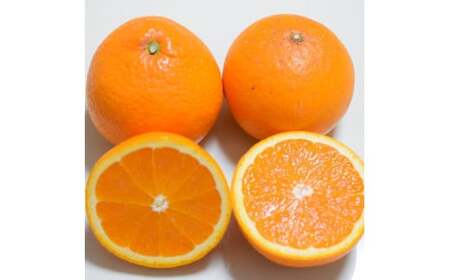 【先行予約】【濃厚】有田産清見オレンジ約5kg(サイズおまかせまたは混合)ご家庭用　※2026年2月中旬～2026年3月下旬頃発送予定（お届け日指定不可） / みかん オレンジ 和歌山 有田みかん 柑橘 フルーツ 果物【tec988】 