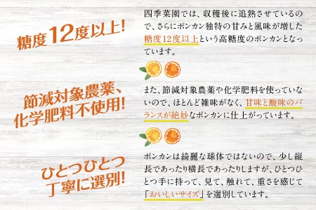 濃厚な甘さ！くしもとポンカン L～2Lサイズ 10kg  【2025年1月上旬～2月上旬】/ みかん 柑橘 ぽんかん 甘いポンカン フルーツ 果物 オレンジ 限定 有機栽培 和歌山県 串本町【sse101】