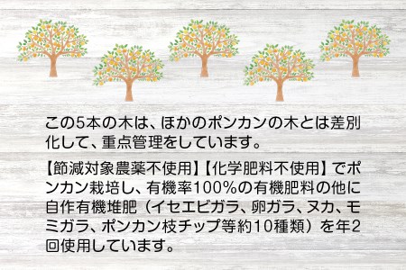 【先行予約】プレミア和歌山認定！ ポンカン姫 5kg 【2025年1月上旬～2025年2月上旬発送予定】 数量限定の極上ポンカン 柑橘類 ぽんかん フルーツ 果実 みかん ミカン オレンジ 旬 限定【sse103】