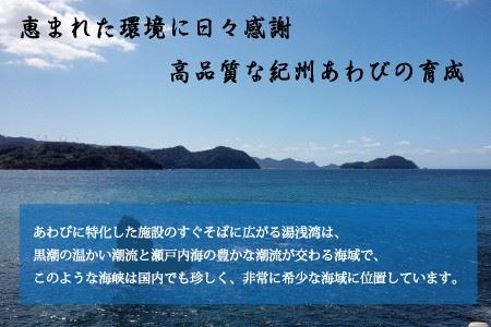 極上！紀州蝦夷鮑×8個　五つ星旅館にも出荷される極上アワビ＜日付指定OK＞ / アワビ あわび 鮑活 あわび 貝 魚貝 魚介 海鮮【riz108】