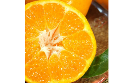 はるみ 約2.8kg/サイズおまかせ　※2026年1月下旬～2026年3月中旬頃に順次発送(お届け日指定不可)　紀伊国屋文左衛門本舗　【kstb461B】