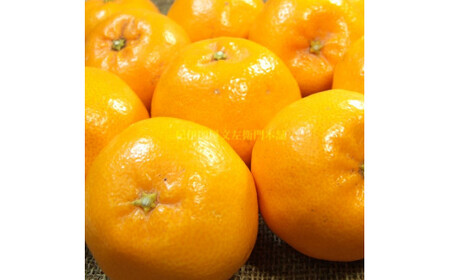 はるみ 約2.8kg/サイズおまかせ　※2026年1月下旬～2026年3月中旬頃に順次発送(お届け日指定不可)　紀伊国屋文左衛門本舗　【kstb461B】