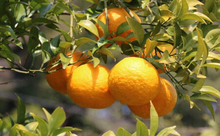 【先行予約】【産直】和歌山由良町産の木成り熟成八朔約10kg（S～Lサイズをお届け）※2026年3月中旬～2026年4月中旬頃に発送（お届け日指定不可）【tec875B】