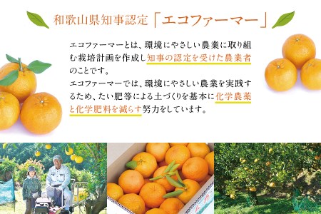 【訳あり】くしもとポンカン 10kg S･Mサイズ混合 ご家庭用 先行予約【2025年1月上旬～2025年2月上旬発送予定】（お届け日指定不可）/  みかん 柑橘 ぽんかん 甘いポンカン フルーツ 果物 オレンジ 限定 有機栽培 和歌山県 串本町【sse207】