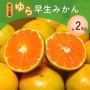 \光センサー選別/ 【先行予約】\数量限定/ 希少品種 ご家庭用 ゆら早生みかん 約2kg サイズ混合【2026年10月上旬頃より順次発送】【nuk143D】