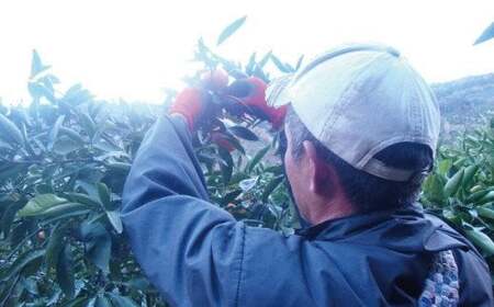 \光センサー選別/ 【先行予約】\数量限定/ 希少品種 ご家庭用 ゆら早生みかん 約2kg サイズ混合【2026年10月上旬頃より順次発送】【nuk143D】