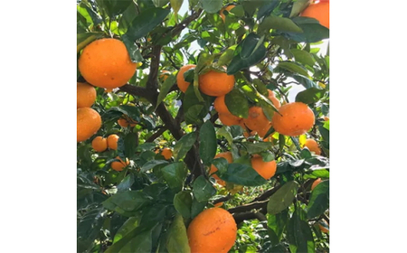 【先行予約】【果汁たっぷり】迫力満点！ 大粒 有田みかん 2.9kg+200g【2025年11月中旬～12月下旬頃に順次発送予定】【ard054C】