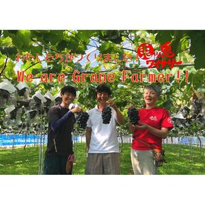 ぶどう ブラックビート 1.5kg (進物用)