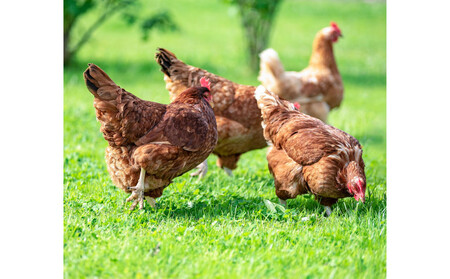 鳥取県産鶏肝セット