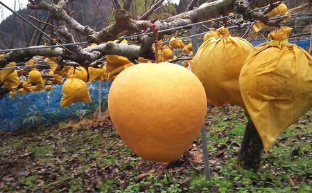 新雪梨 3kg【まえた農園】