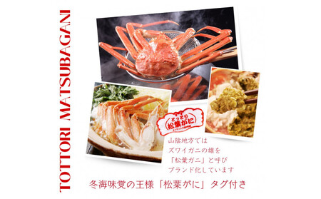 松葉がに タグ付き(茹で)中サイズ 1枚