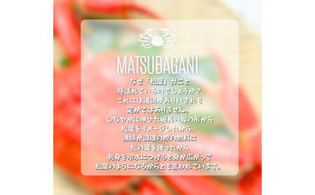 松葉がに タグ付き(茹で)中サイズ 1枚