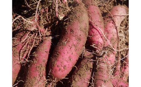 干し芋400ｇ（200g×2袋）自然栽培のべにはるか