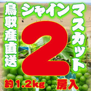 農家直送 鳥取いとう園芸産 シャインマスカット 2房で約1.2kg