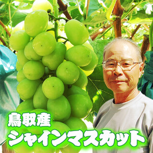 農家直送 鳥取いとう園芸産 シャインマスカット 2房で約1.2kg