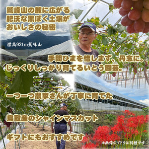 農家直送 鳥取いとう園芸産 種なしシャインマスカット 3房で約2kg