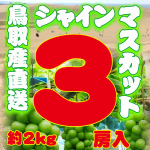 農家直送 鳥取いとう園芸産 種なしシャインマスカット 3房で約2kg