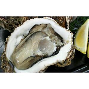 鳥取賀露港 天然岩がきセット【かねまさ・浜下商店】