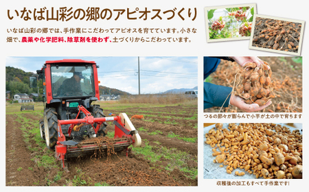 【0082】世界三大健康野菜 アピオス 1キロ