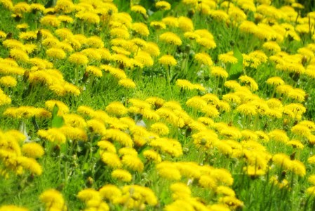 【0159】里山の百花蜂蜜