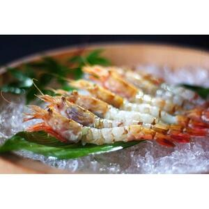 鳥取県産 冷凍もさえび【中村商店】