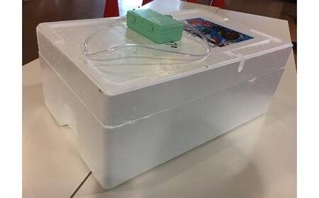 特選とっとり松葉ガニ「五輝星(いつきぼし)」【山根商店】