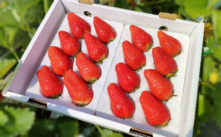 鳥取産苺「あきひめ」大粒詰め合わせ【苺工房たけうち】