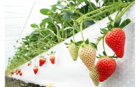 鳥取産苺「あきひめ」大粒詰め合わせ【苺工房たけうち】