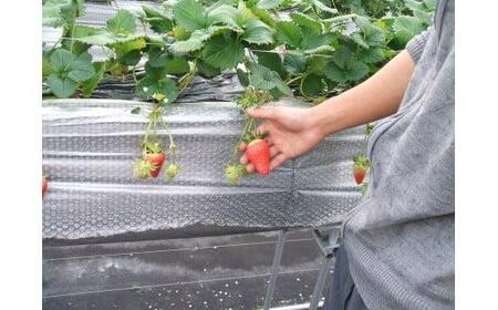 鳥取産苺「あきひめ」大粒詰め合わせ【苺工房たけうち】