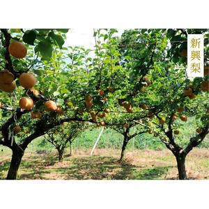 新興梨・王秋梨詰め合わせ 5kg箱 (玉数は合わせて約6～12玉)