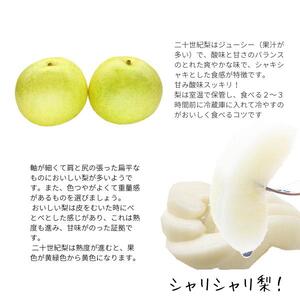 【1367】鳥取県産 二十世紀梨(贈答用) 赤秀 5kg詰(いまる)