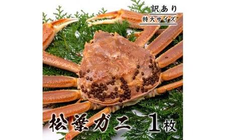 【1357】【訳あり】 松葉ガニ（ボイル）  800g級 特大サイズ（鳥取マーケット）