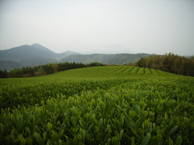 「かぶせ茶」　100g×2本セット