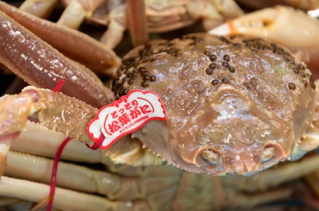 【タグ付き】活〆ボイル松葉蟹（大）冷蔵　「老舗 蟹専門店マルツ」