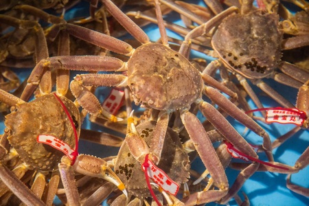 【タグ付き】活〆ボイル松葉蟹（大）冷蔵　「老舗 蟹専門店マルツ」