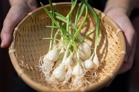 ガーリックスプラウトカレーお試しセット