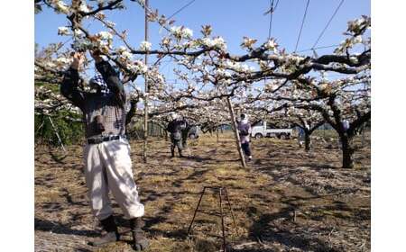 鳥取県産「新甘泉(しんかんせん)」 5kg