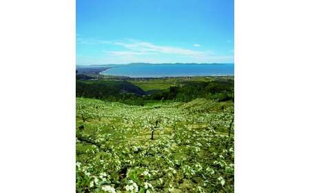 鳥取県産「新甘泉(しんかんせん)」 5kg