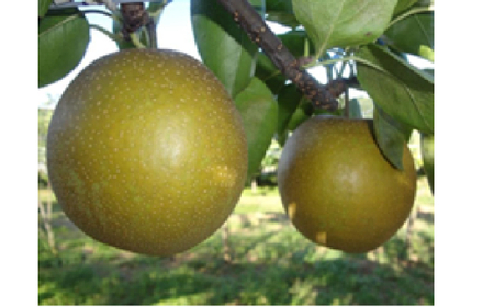 鳥取県産梨「甘太」かんた 5kg