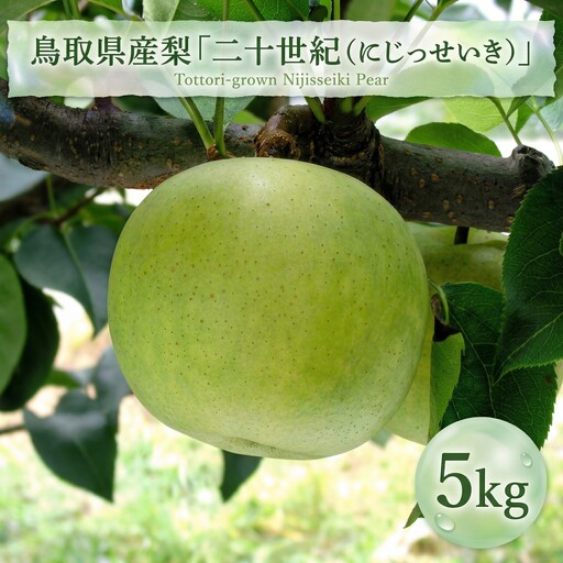鳥取県産梨「二十世紀梨」5kg