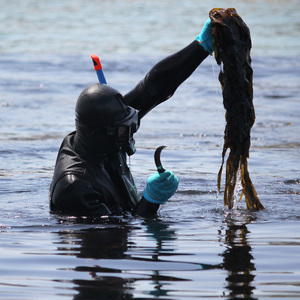 板わかめセット