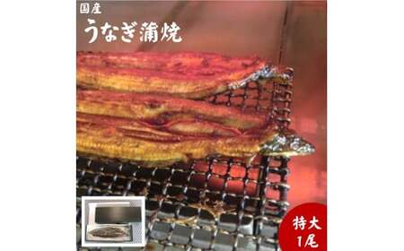 朝開き　うなぎ蒲焼特大　1尾入　タレ付
